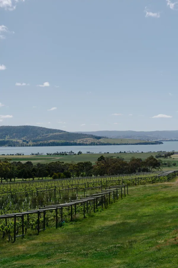 Vine rows running down to the water